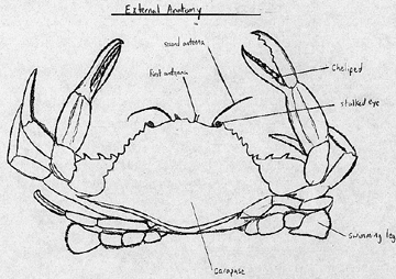 Blue Crab Anatomy